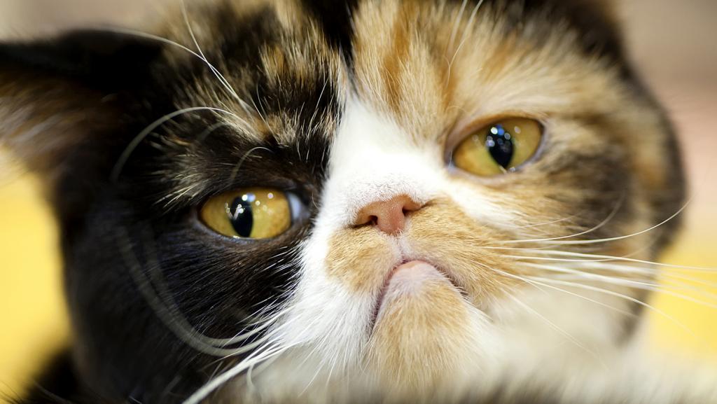 When CMOs Feel Like Grumpy Cats #Infographic